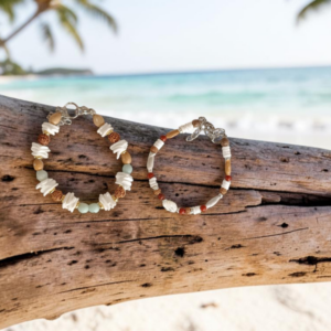 collection coquillage