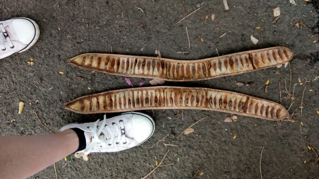 grosse cosse de flamboyant avec ses graines dedans. Mon pied est à côté pour se rendre compte de la taille de la cosse.