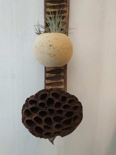 Objet déco cosse de flamboyant – Image 3